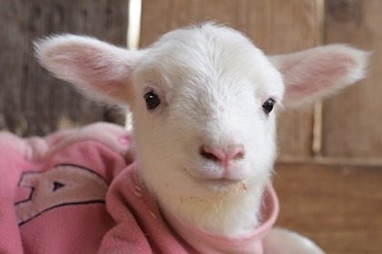成田ゆめ牧場、ヤギやヒツジの赤ちゃんが続々誕生…「アニマルベビーフェア」開催中 画像