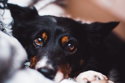 【犬がなりやすい病気】角膜潰瘍編…対処が遅れると角膜に穴が開く可能性も 画像