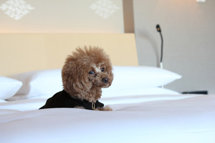 ザ・キャピトルホテル 東急、「ドッグフレンドリー宿泊プラン」をリニューアル…1部屋2匹まで同伴可に 画像