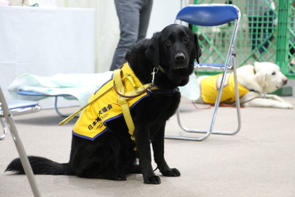 盲導犬、介助犬、聴導犬、3種類の補助犬を育成する日本補助犬協会【インターペット2021】 画像