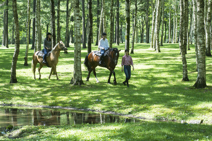 馬とのふれあいを楽しめるテーマパーク「ノーザンホースパーク」、夏期運営を開始 画像