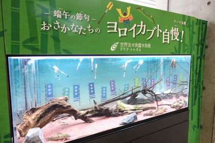 アクア・トト ぎふ、「鎧をまとった魚」たちを紹介するテーマ水槽を設置…5月10日まで 画像