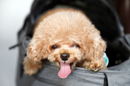 愛犬の安全と健康のため、夏に気をつけていること…熱中症とやけどに注意！ 前編 画像