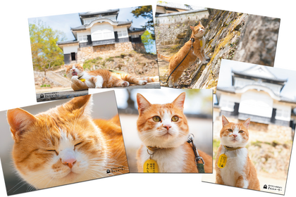 岡山・備中松山城の“猫城主”「さんじゅーろー」のオリジナルグッズが登場 画像