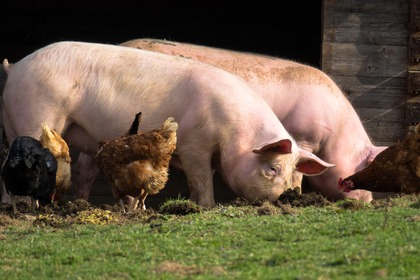 イギリスの動物愛護事情 vol.9 … 王立動物虐待防止協会の提言、畜産動物の福祉向上には世界的な視点も 画像