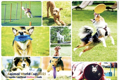 オンラインイベント「Animal World Cup 2021」開催、ドッグスポーツやペットとの暮らしに役立つ情報を紹介…6月19～25日 画像