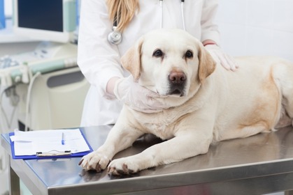 犬の「混合ワクチン」は年に1回で大丈夫？ vol.2…副作用のリスクと安全な接種 画像