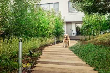 伊豆マリオットホテル修善寺、「初めての愛犬旅応援プラン」を発売 画像