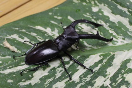 板橋区立熱帯環境植物館、特別展示「熱帯の昆虫と食虫植物」を開催…8月29日まで 画像