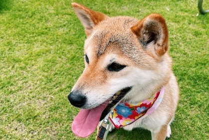 愛犬と泊まれる旅館「ゆるり西伊豆」、愛犬用クールバンダナ付きプランを発売 画像