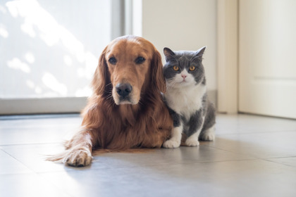 マダニが媒介する致死率の高い感染症が拡大…ペットの犬・猫にも用心 画像