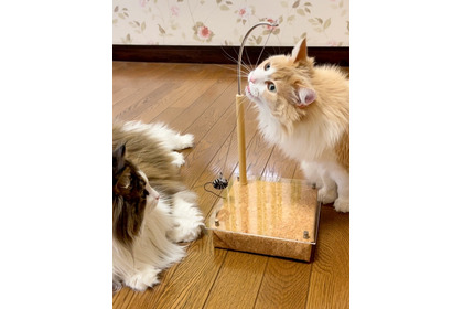 猫用おもちゃ「マグネッコ」販売開始、マグネットで不規則な動きを実現 画像