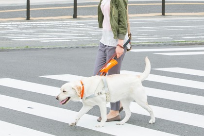 日本盲導犬協会が夏休みの自由研究をサポート、YouTubeで動画公開…8月27日18時まで 画像