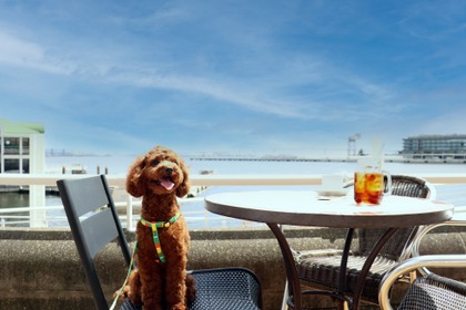 海が見える「ドッグフレンドリーテラス」を期間限定オープン…ヨコハマ グランド インターコンチネンタル ホテル 画像