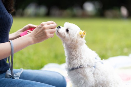 愛犬用「おいしいふりかけ」を「Q-Petふりかけ」にリニューアル…九州ペットフード 画像