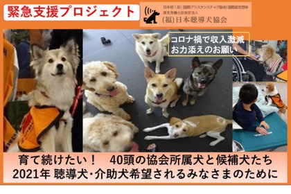 日本聴導犬協会、育成費用支援をクラウドファンディングで呼び掛け…9月17日まで 画像