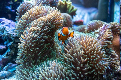 イノカ、サンゴ礁の現状を学べるオンライン環境教育プログラムを開始…5月2日 画像