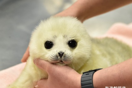 大阪・海遊館の飼育員が語る、オンライン特別講座「ワモンアザラシ 日本初の完全人工哺育の軌跡」開催…9月18日 画像