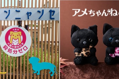 ホテル日航大阪、オリジナルマスコット「アメちゃんねこ」をオンラインショップ にて発売…売上の一部を保護猫施設へ寄付 画像