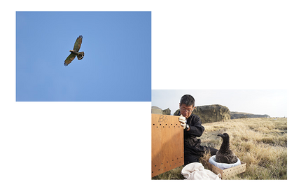 「サントリー世界愛鳥基金」2022年度助成先募集開始…10月15日まで 画像