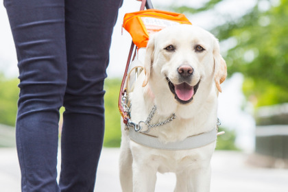 「パリミキ・ロービジョン商品体験会」 開催、盲導犬デモンストレーションも実施…10月3日～10日 画像