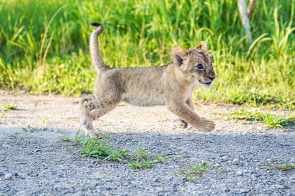那須ハイランドパーク、ライオンの赤ちゃんとのふれあい体験を実施…10月1日～10月31日 画像