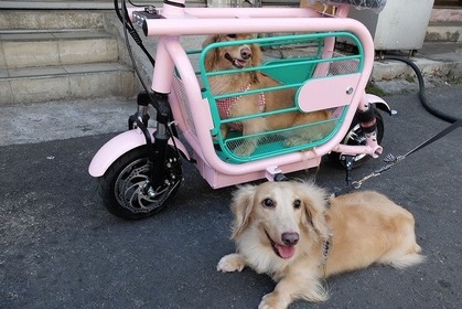 愛犬と一緒に乗れるEバイク登場、折りたたんで車載も可能 画像