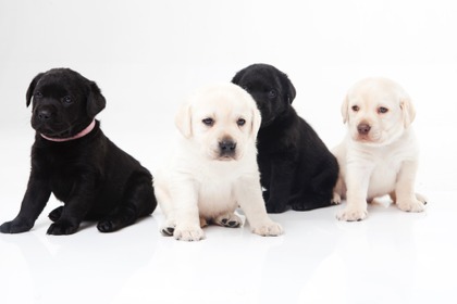 アメリカと日本の人気犬種ランキング…愛犬に求めるものの違い 画像