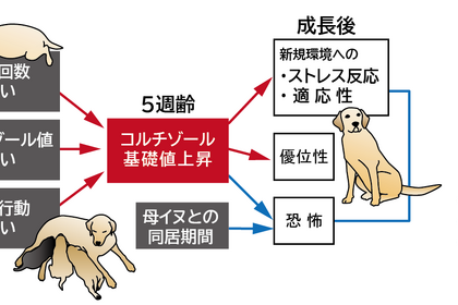 麻布大学と日本盲導犬協会、母犬から十分な養育を受けた犬は成長後ストレスに強くなることを解明 画像