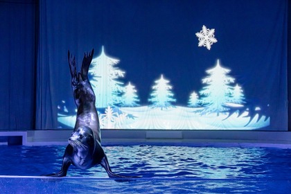 2夜限定のクリスマスイベント、アクアワールド茨城県大洗水族館にて開催…12月18・25日 画像