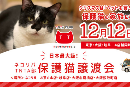 ネコリパブリック、東京・大阪・岐阜で保護猫譲渡会を同時開催…オンライン生中継も実施 12月12日 画像