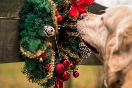 ペットとのクリスマスの過ごし方、1位は「自宅で特別なごはんを食べる」…ペットメディカルサポート調べ 画像