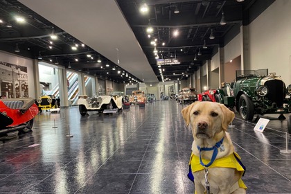トヨタ博物館での介助犬トレーニング、約1年ぶりに実施…日本介助犬協会 画像