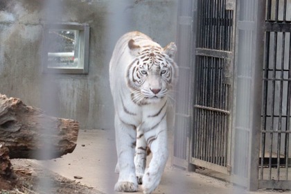 寅年なので、ホワイトタイガーとアムールトラのいる宇都宮動物園に行ってきた 画像