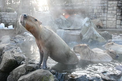 「カピバラの長風呂対決」1位のタイムは？…伊豆シャボテン動物公園が7年ぶりに優勝 画像
