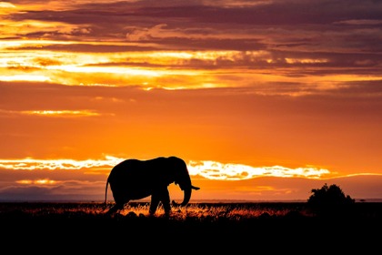 写真展「Contrast of Savanna アフリカ 大草原で輝く生命」開催…富士フイルム若手応援プロジェクト 画像