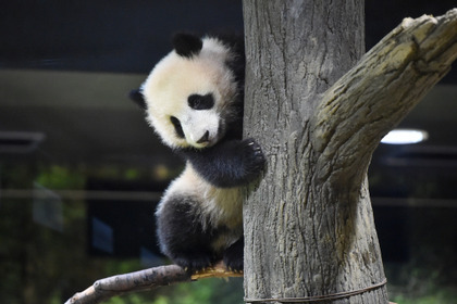 休園中も元気な双子パンダ・シャオシャオとレイレイ、体重は15kgに…上野動物園 画像