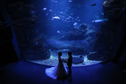 京都水族館で結婚式を挙げられるプラン、リーガロイヤルホテル京都が発売 画像