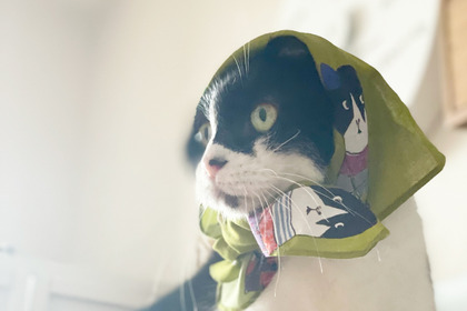 NFTアート×保護猫プロジェクトをテーマにした企画展「ネコといる暮らし展 Vol.8」開催…2月2日まで 画像
