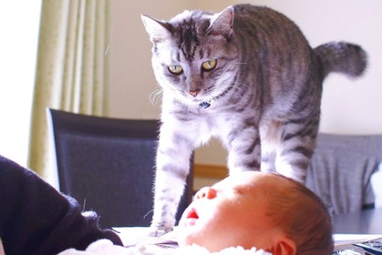 【赤ちゃんと猫 vol.2】猫のストレスが限界に！ 赤ちゃんに慣れるまでの14日間 画像