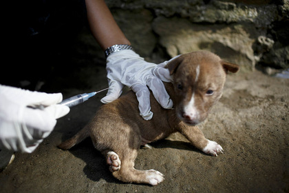 愛知県で狂犬病発症を確認、国内では14年ぶり…海外での感染に注意、愛犬には予防接種を 画像