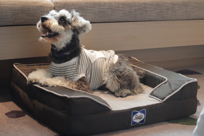 フレイザースイート赤坂東京、「愛犬と一緒にお泊りプラン」を発売 画像