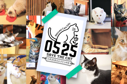 ネコリパブリック、SNS拡散で保護猫カフェに寄付する企画を開始…5月25日「ホゴネコの日」 画像