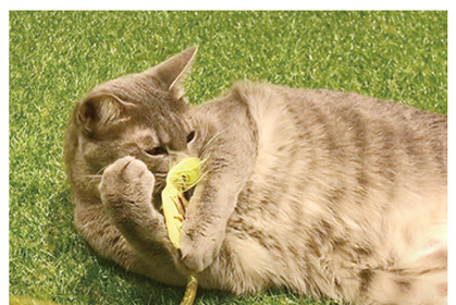 猫用おもちゃ「ねこモテ」シリーズ新発売…アース・ペット 画像
