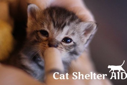 保護猫を守るためのチャリティー壁紙ダウンロード販売サイト、「Cat Shelter Aid」開設 画像