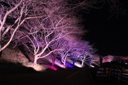 成田ゆめ牧場で夜桜ライトアップイベント、愛犬同伴可…4月1日～3日 画像