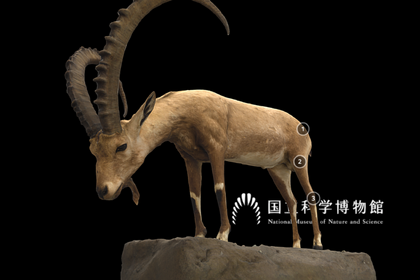 国立科学博物館、「剥製3Dデジタル図鑑 “Yoshimoto 3D”」を公開 画像