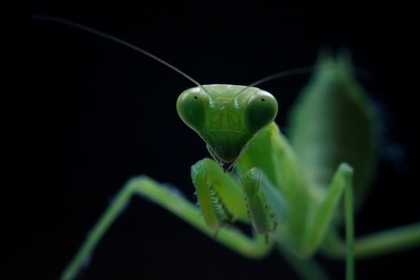 ガイアックス、「集まれ虫の森！オンライン昆虫パーク」を開催…6月6日 画像