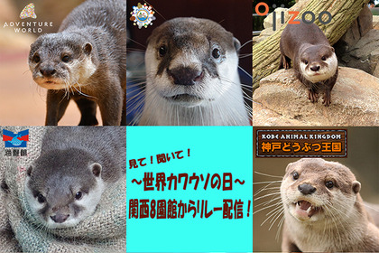 世界カワウソの日、関西8つの動物園・水族館がSNSで合同配信イベント…5月22日 画像