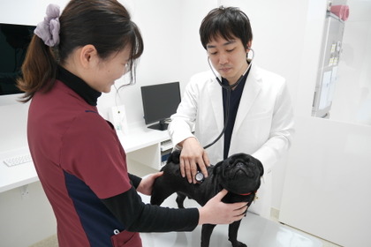 犬の胃腸トラブル、どんなものが多い？ 病院での対応と家庭でできる健康管理 画像